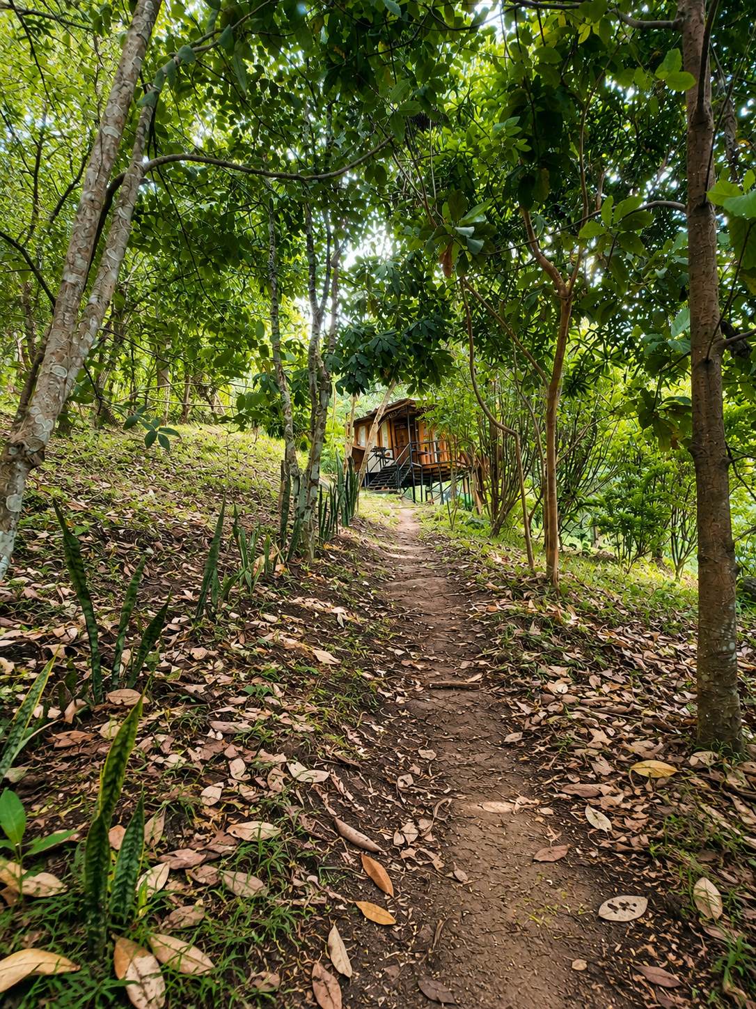 Forest path leading to a Vaaranam Farms cottage